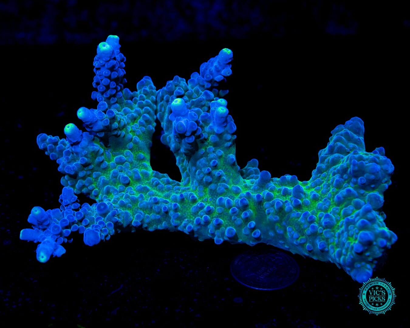 WWC Yellow Tips Austera Acropora - Daylight Photo