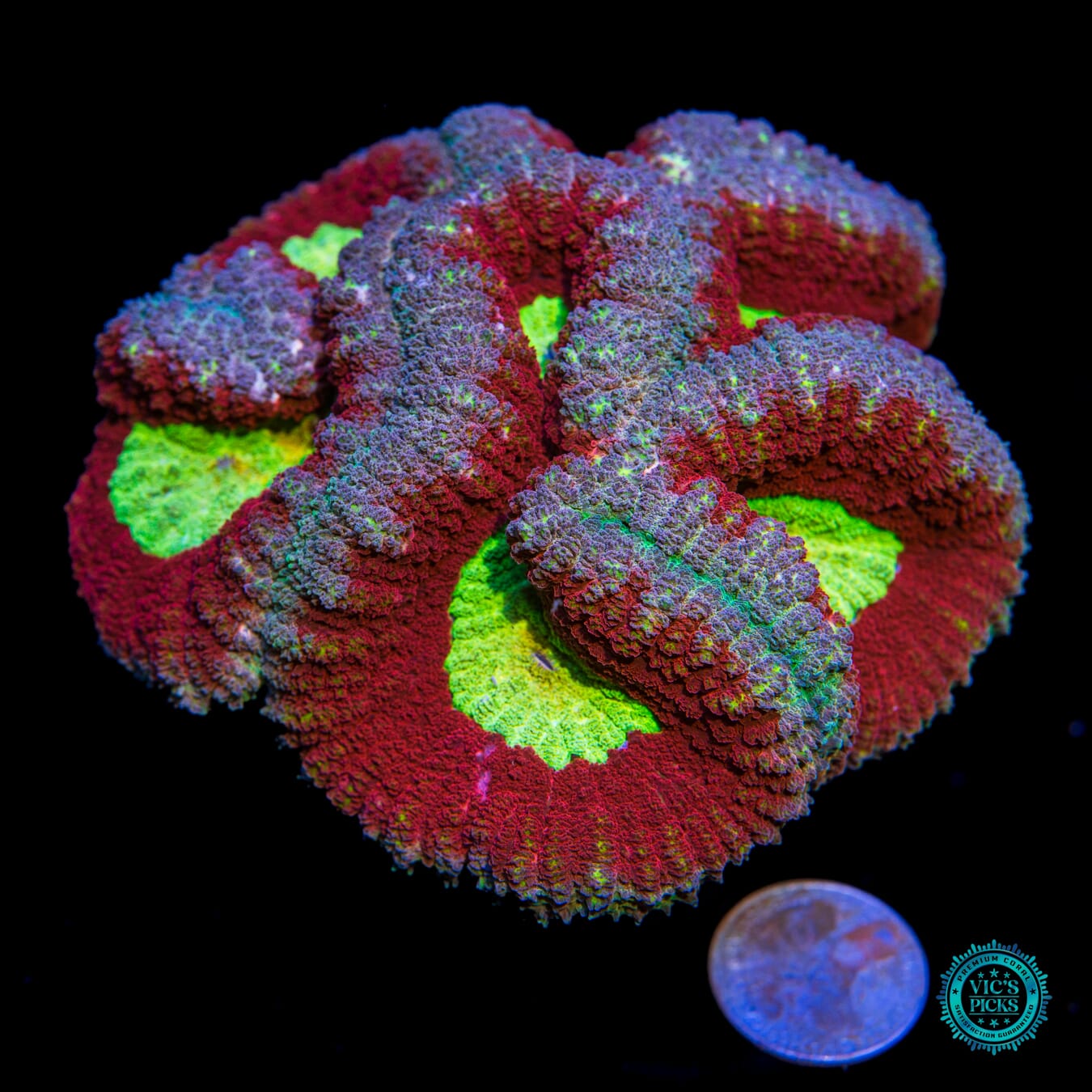 Caped Crusader Lobophyllia - Actinic Photo