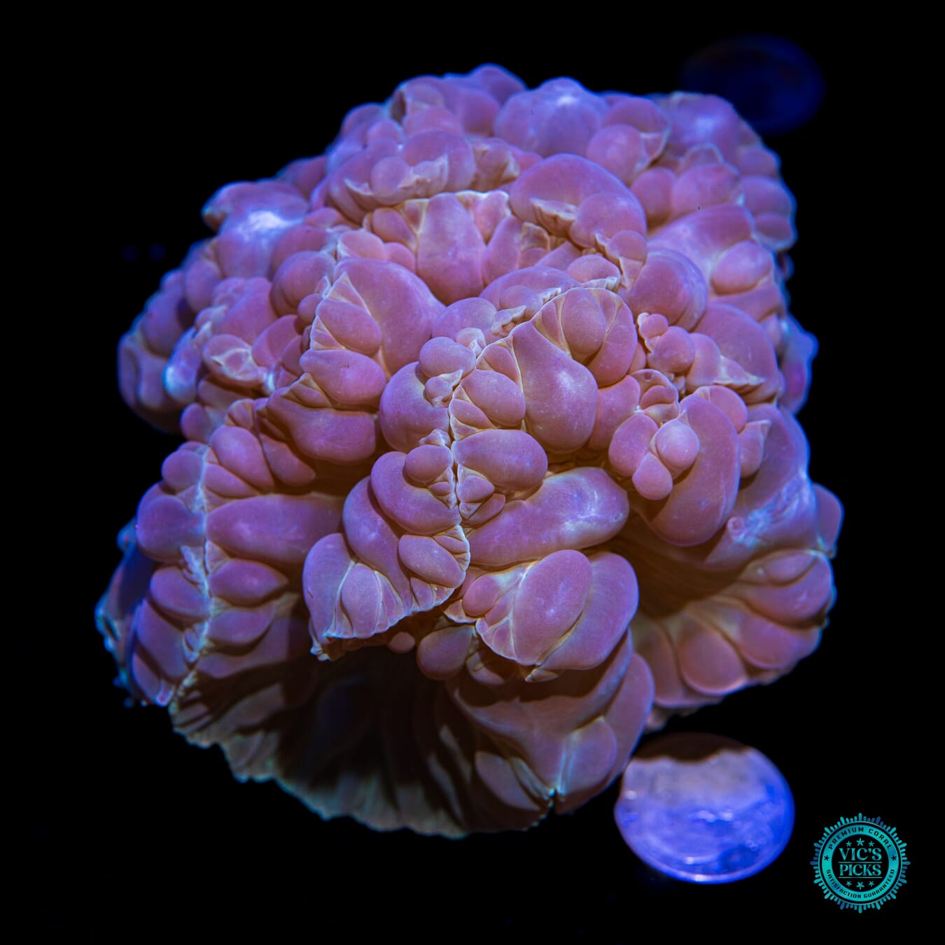 Permafrost Fox Coral - Actinic Photo