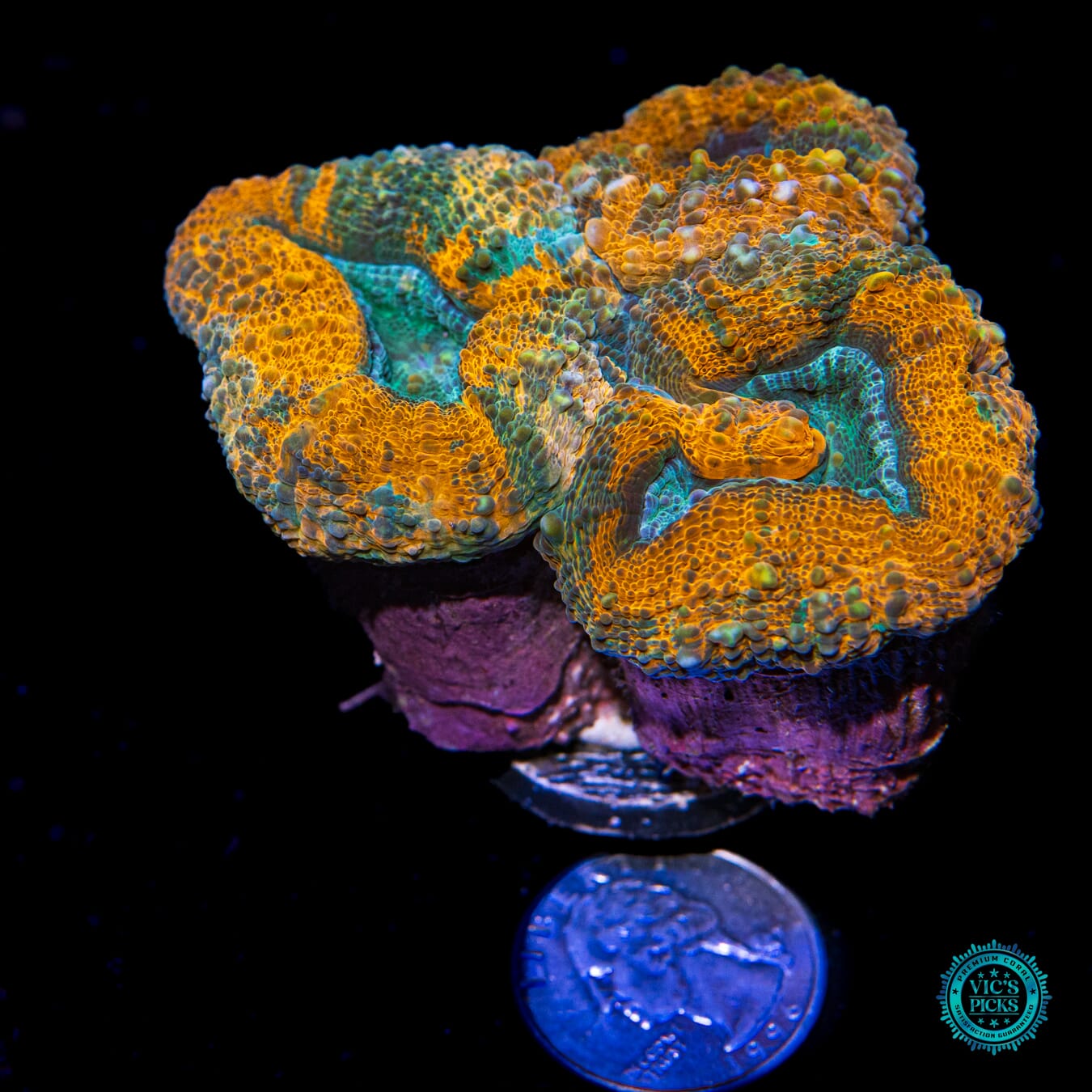 Alien Lagoon Lobophyllia - Actinic Photo