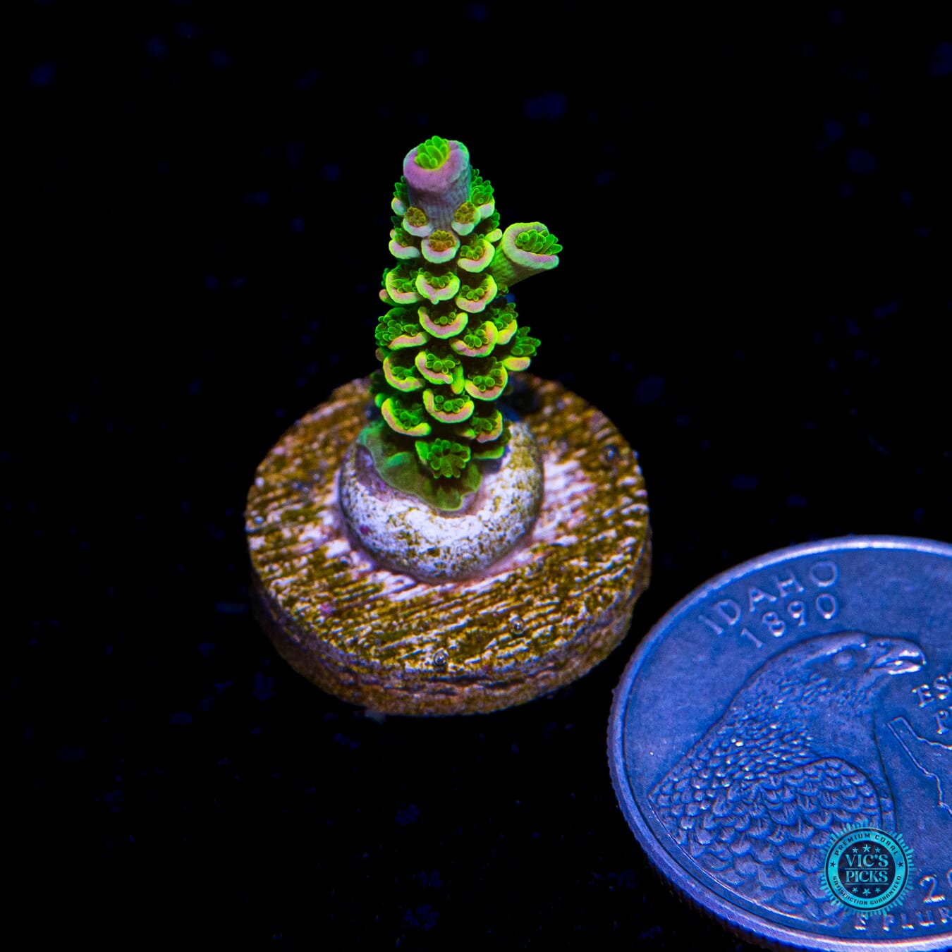 Jason Fox Homewrecker Acropora - Actinic Photo