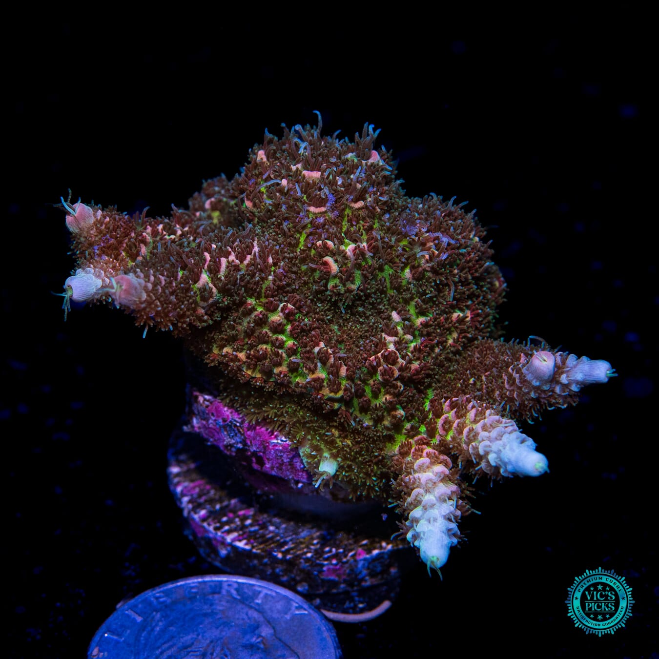 Diggity Dang Mille Acropora - Actinic Photo