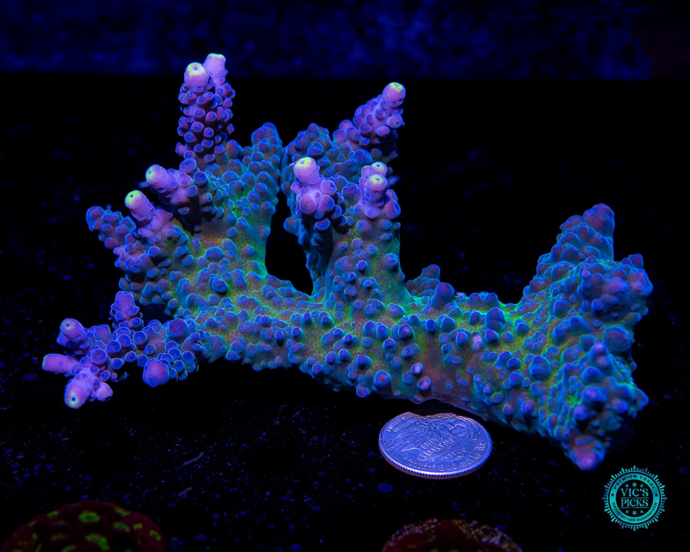 WWC Yellow Tips Austera Acropora - Actinic Photo