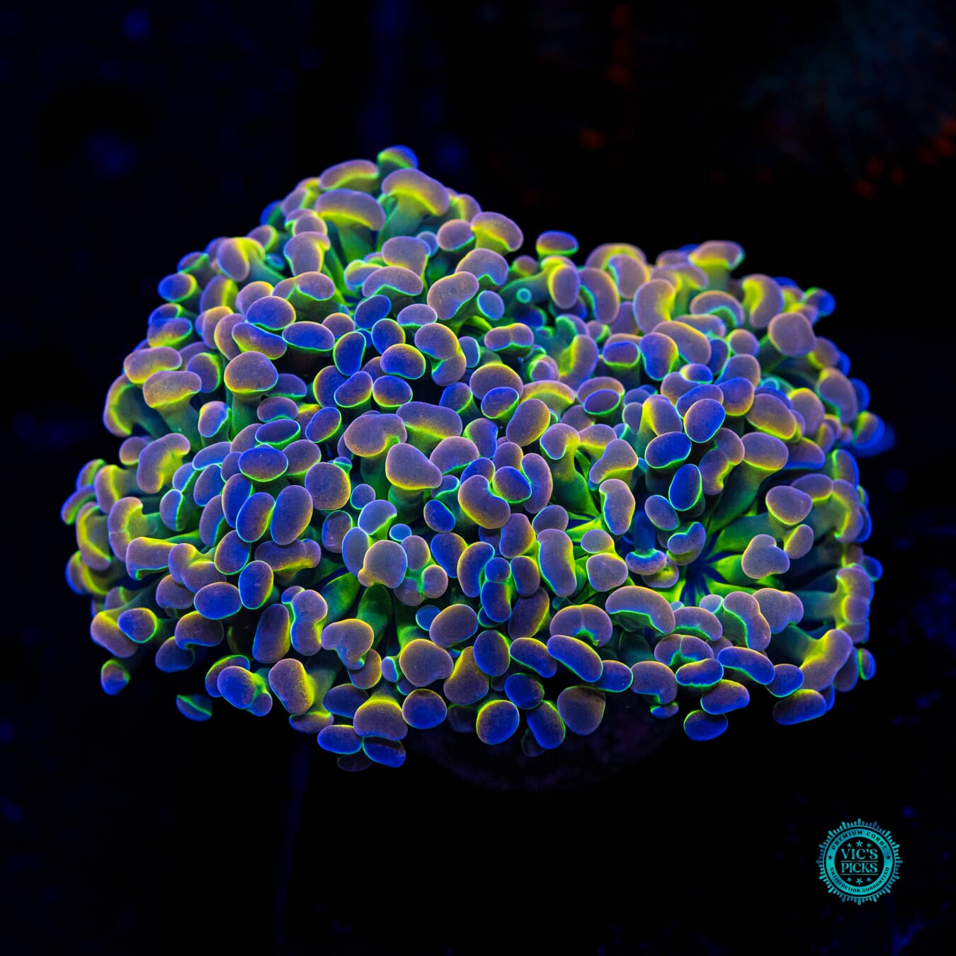 Holy Grail Branching Hammer - Daylight Photo