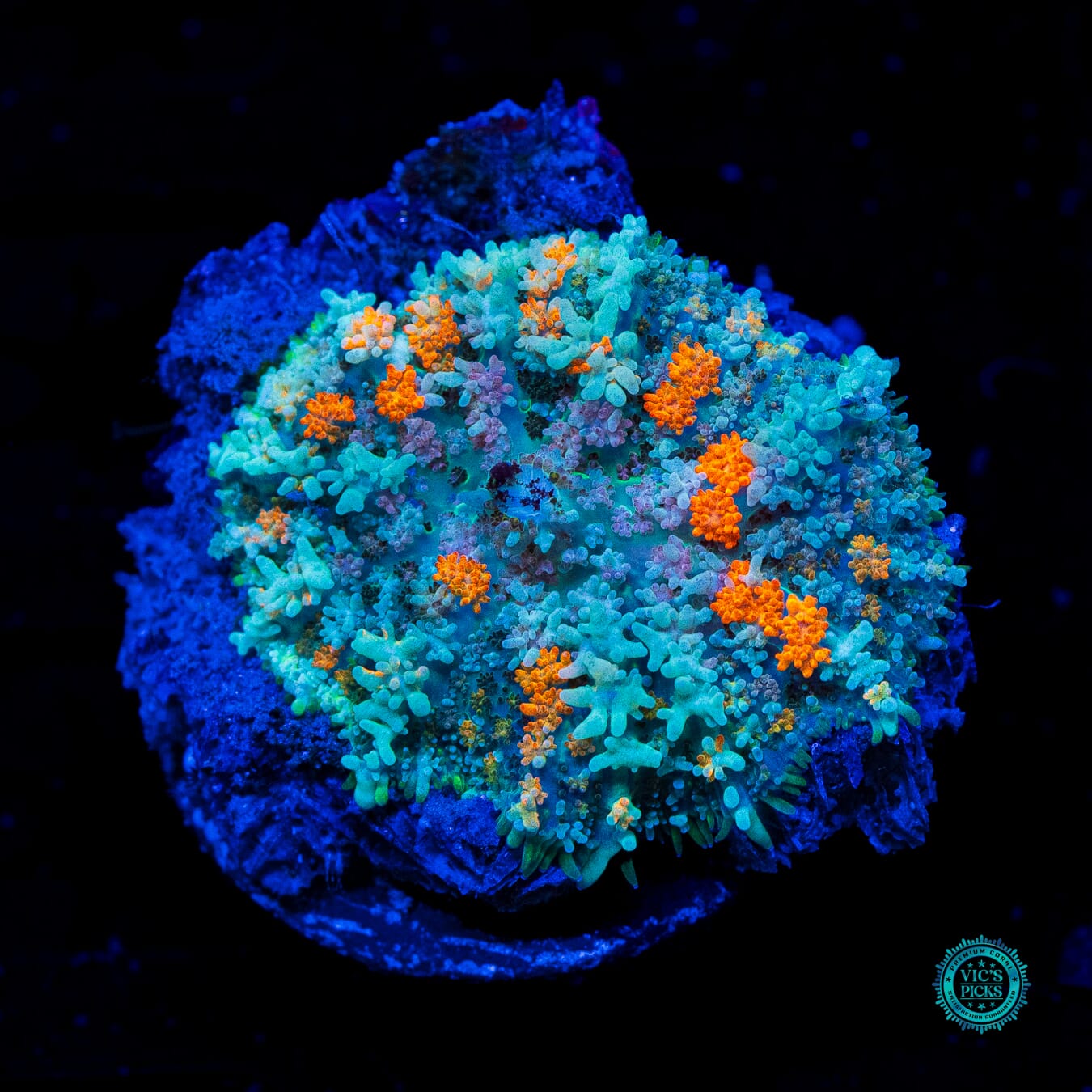 Moon Phaser Rhodactis Mushroom - Daylight Photo