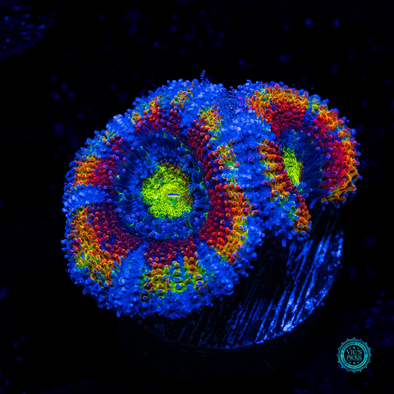 WWC Mystery Machine Aussie Lord - Daylight Photo