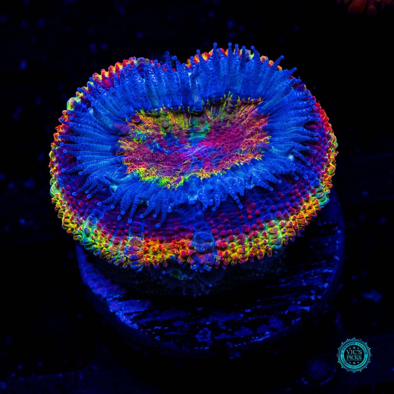 WWC Soul Stone Aussie Lord - Daylight Photo