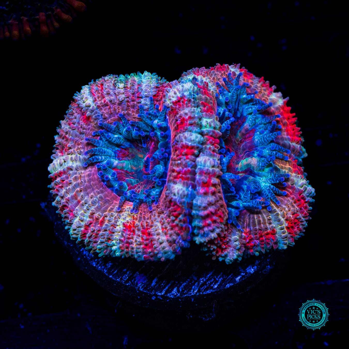 WWC Cotton Candy Aussie Lord - Daylight Photo