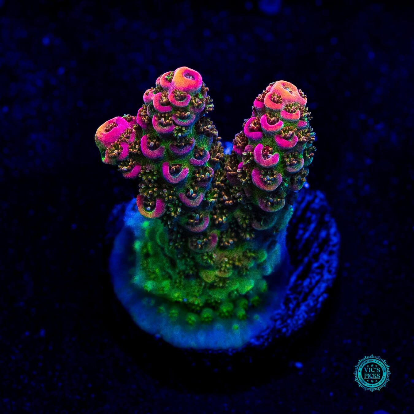 WWC Jello Shot Acropora - Daylight Photo