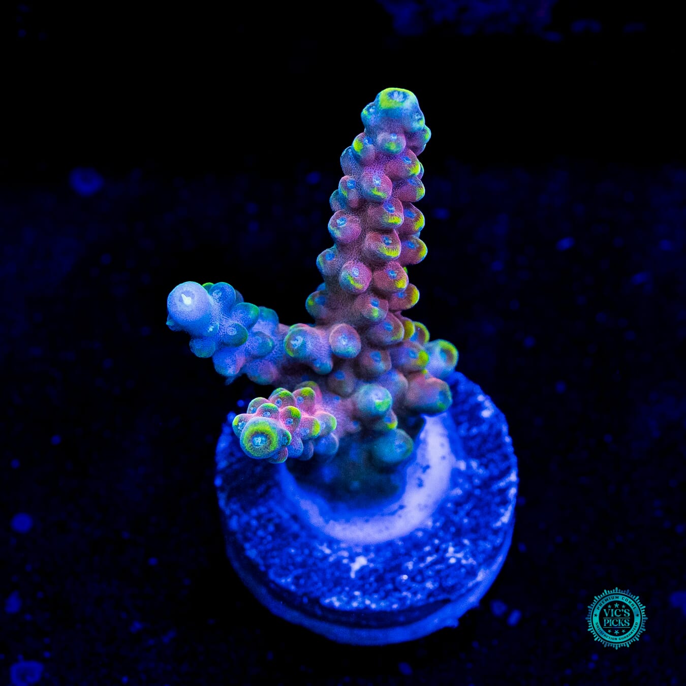 RMF Candyland Acropora - Daylight Photo