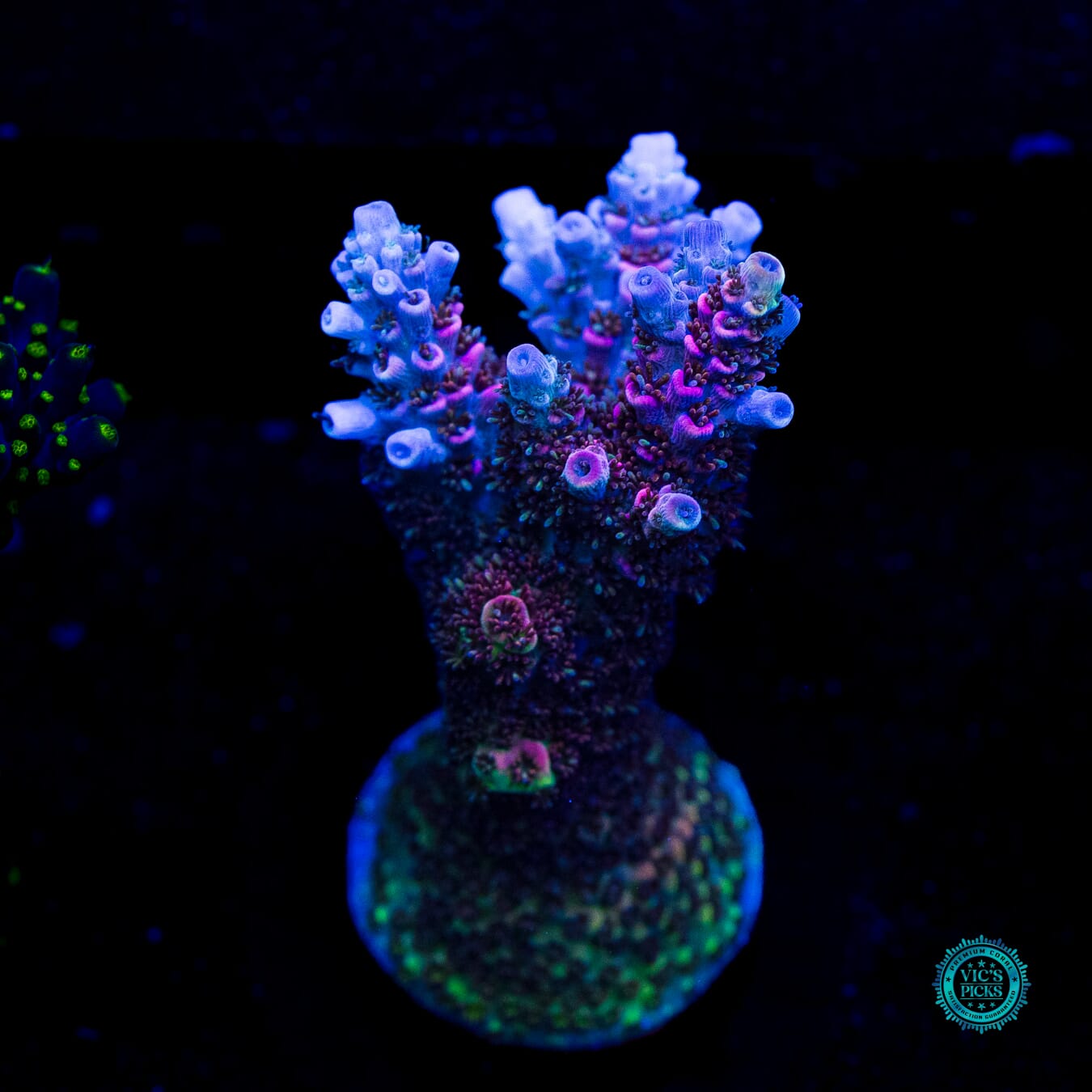 WWC Razzle Dazzle Acropora - Daylight Photo