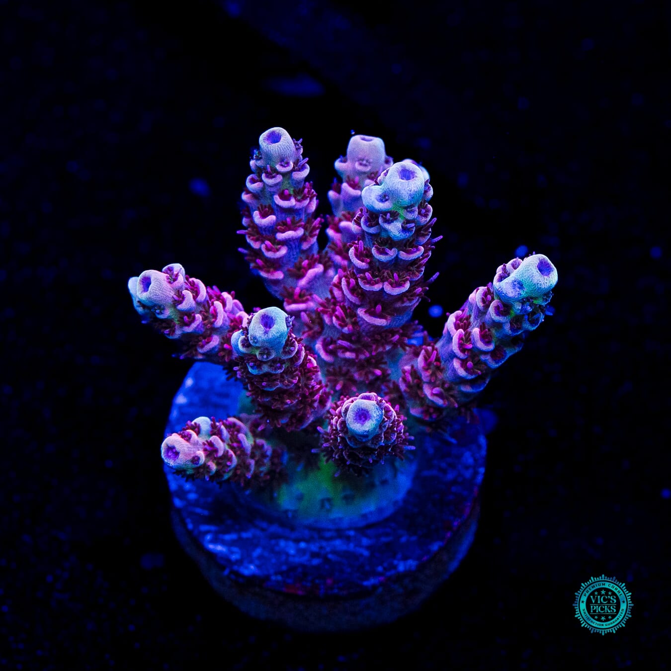 WWC Dragon Slayer Acropora - Daylight Photo