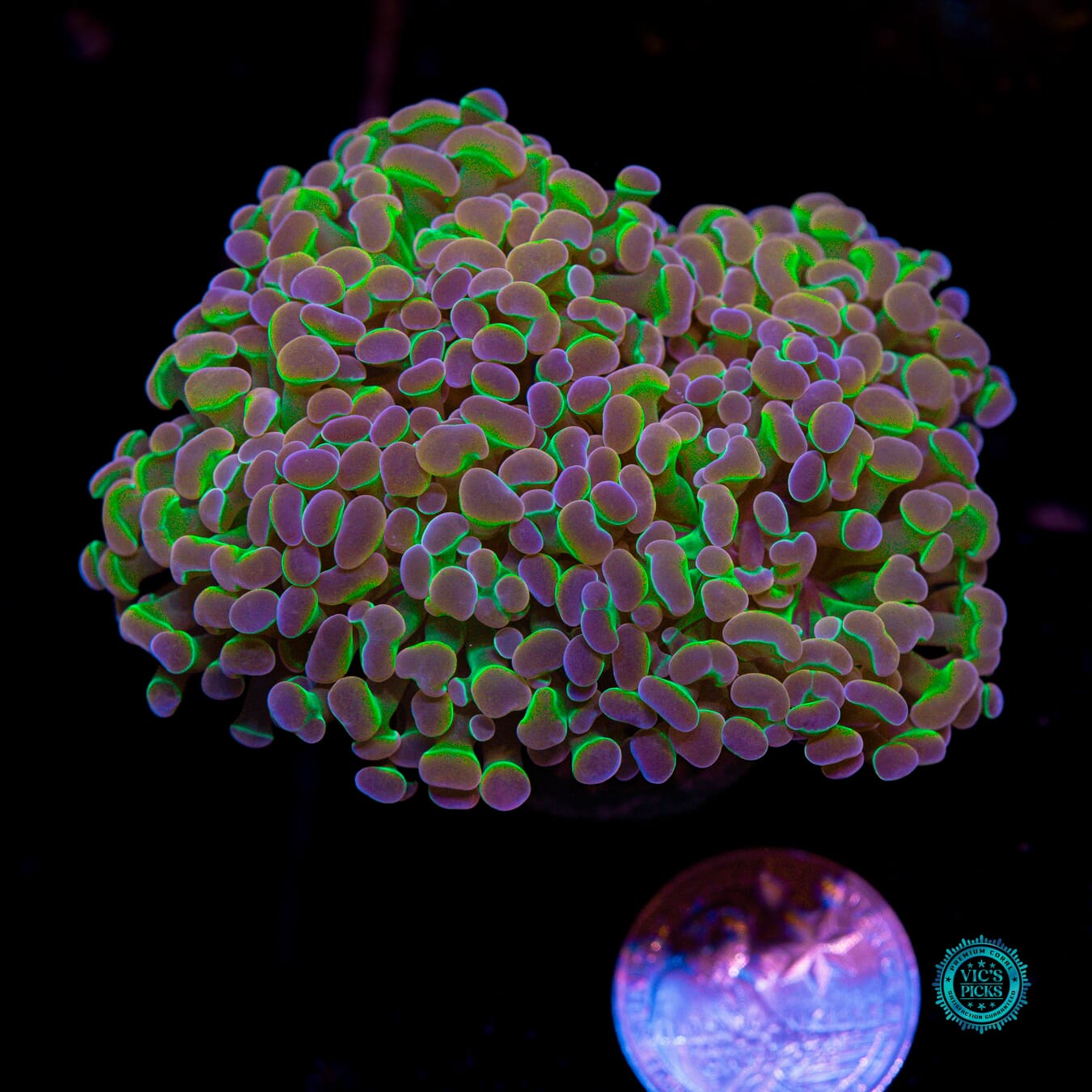 Holy Grail Branching Hammer - Actinic Photo