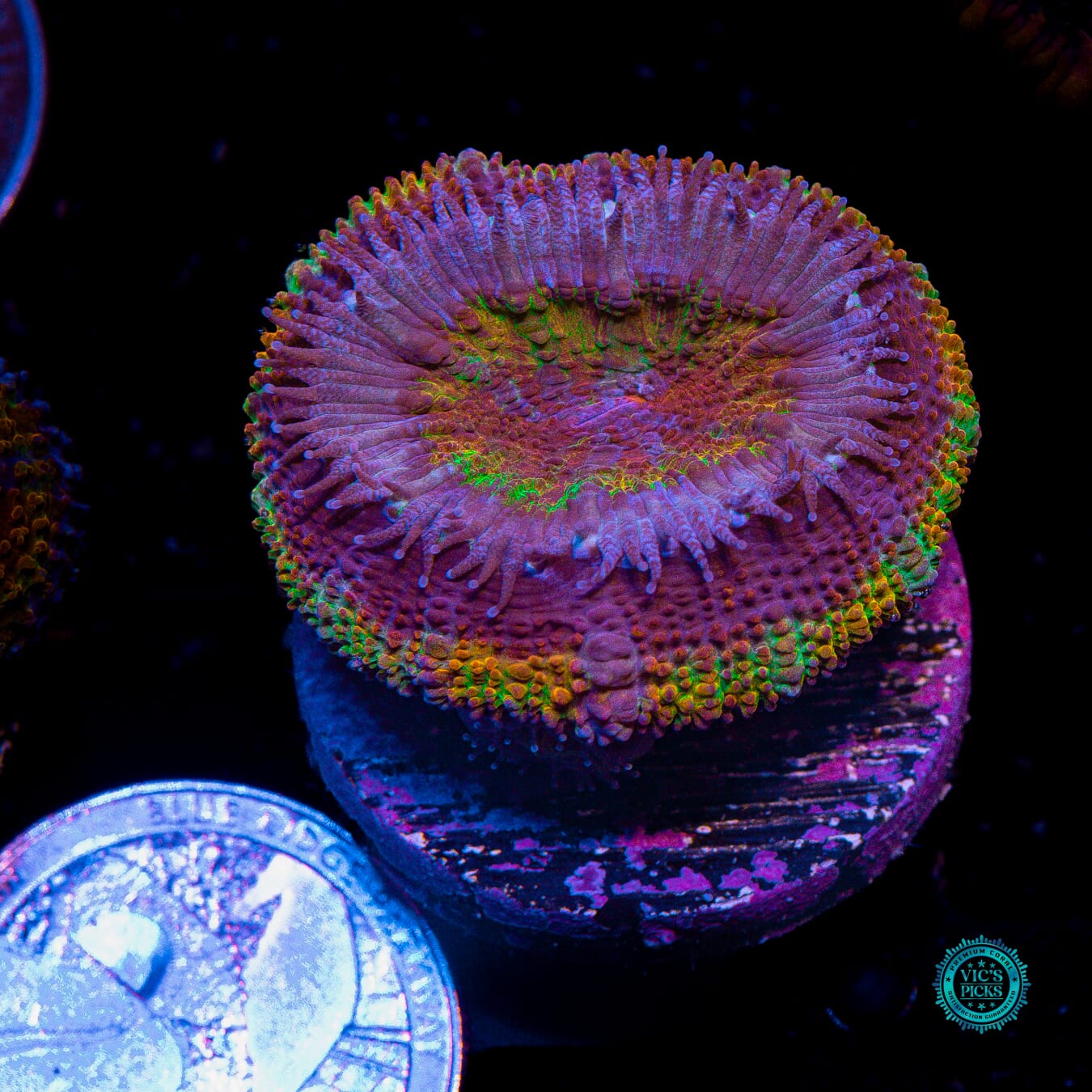 WWC Soul Stone Aussie Lord - Actinic Photo