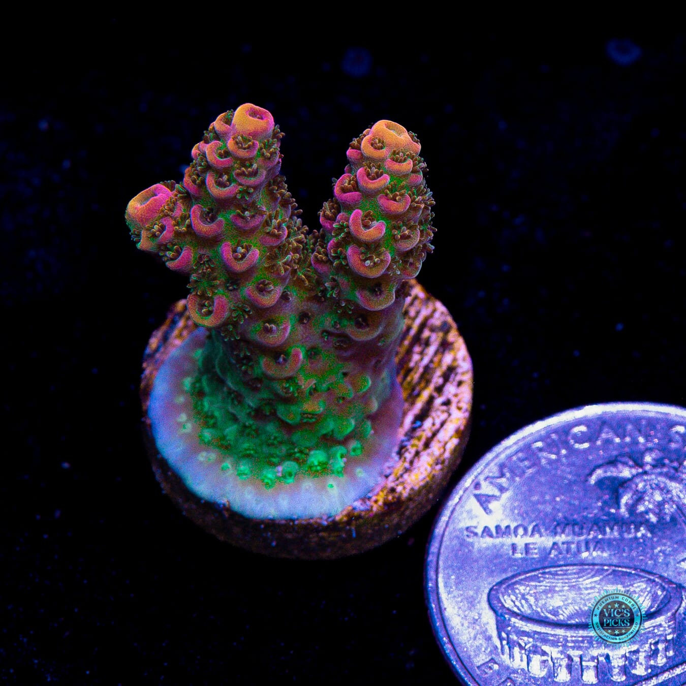 WWC Jello Shot Acropora - Actinic Photo