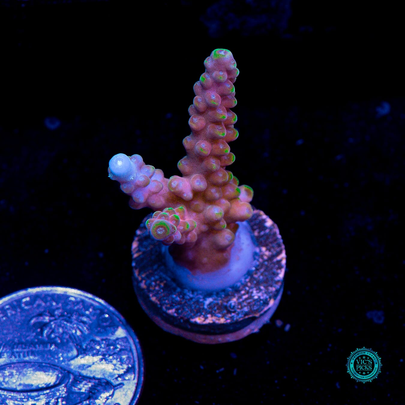 RMF Candyland Acropora - Actinic Photo