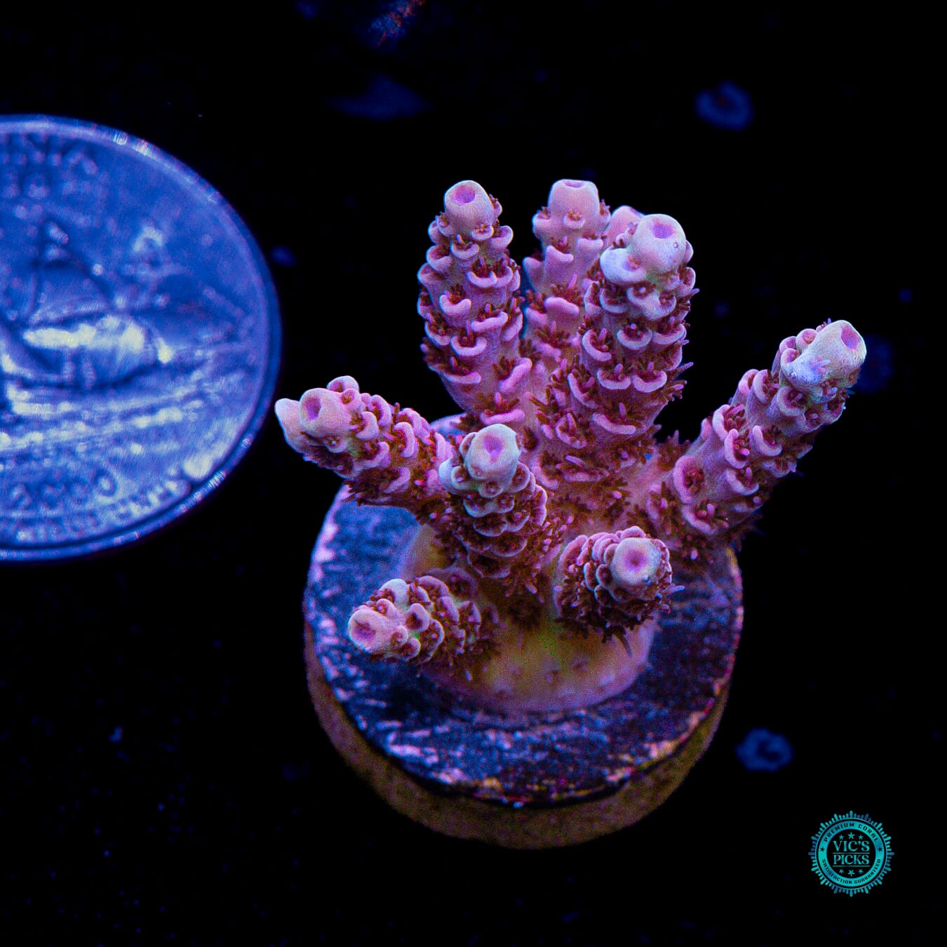 WWC Dragon Slayer Acropora - Actinic Photo