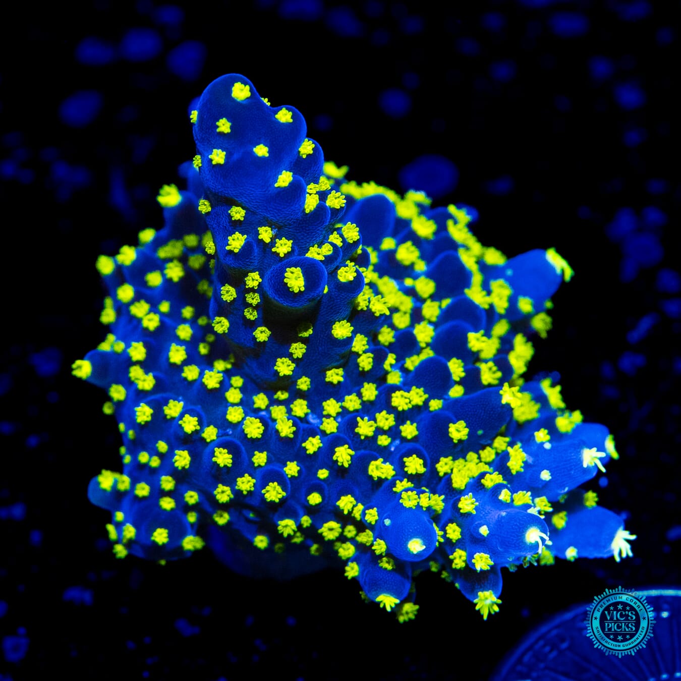 WWC Blueberry Fields Acropora - Daylight Photo