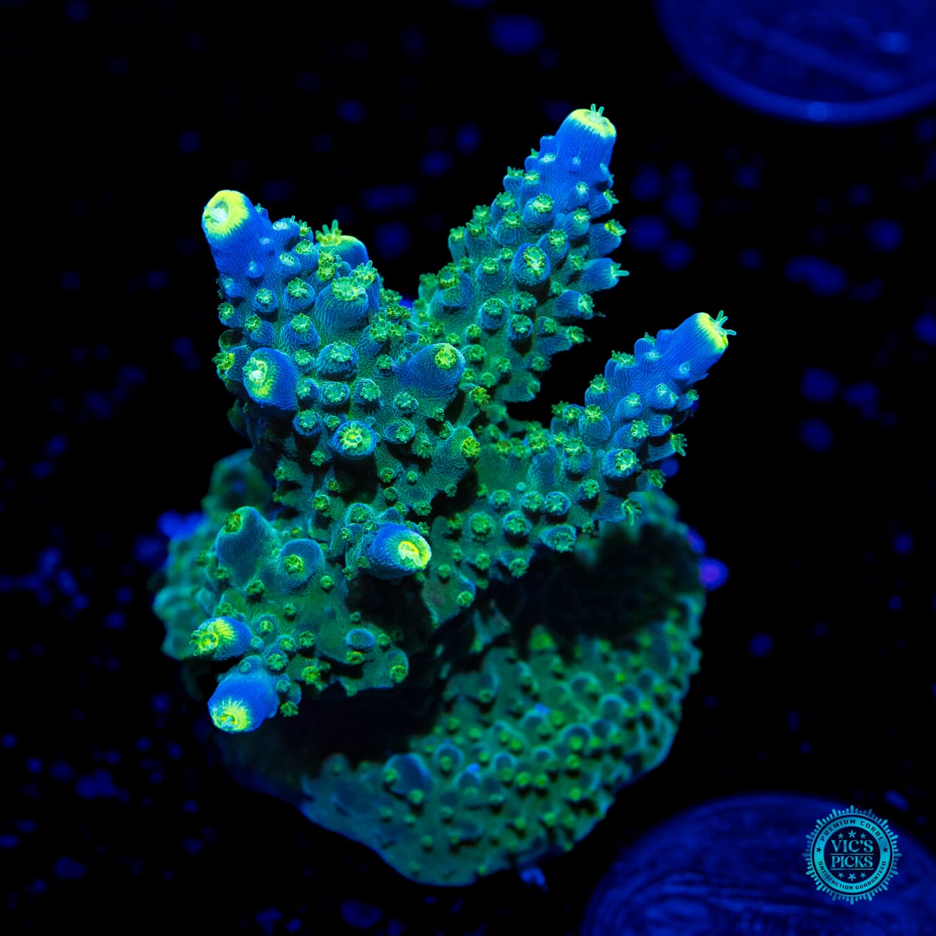 Paletta Tricolor Acropora - Daylight Photo