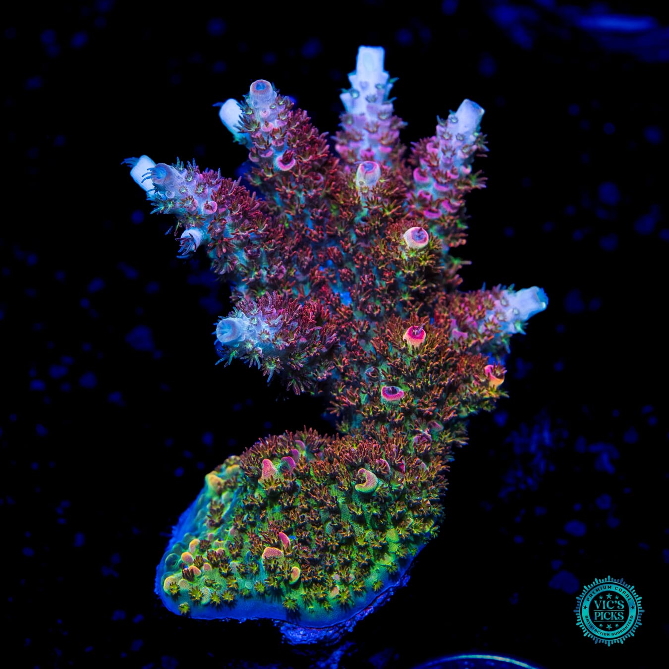 WWC Dirty Love Dreams Acropora - Daylight Photo