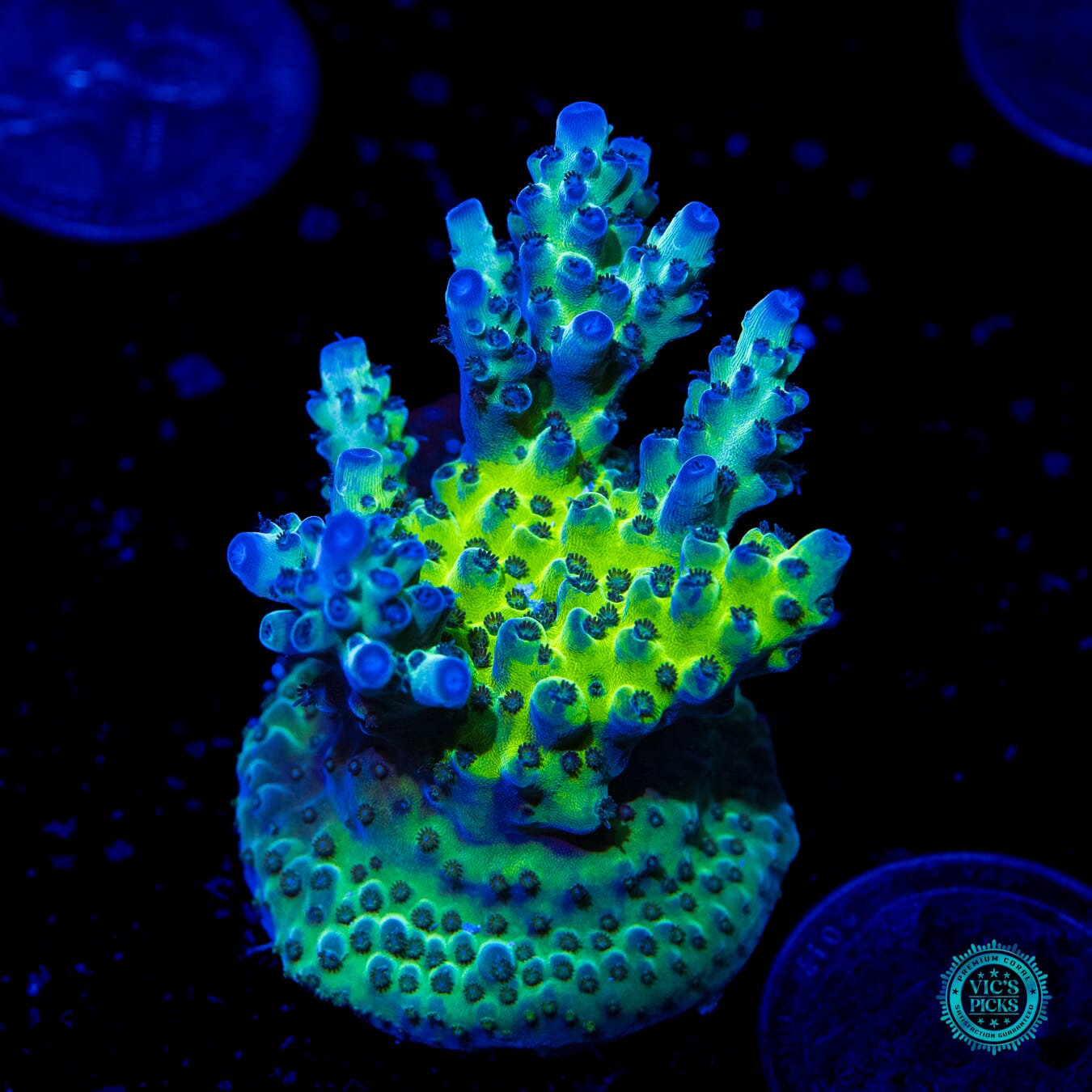 WWC Dolla Tree Acropora - Daylight Photo