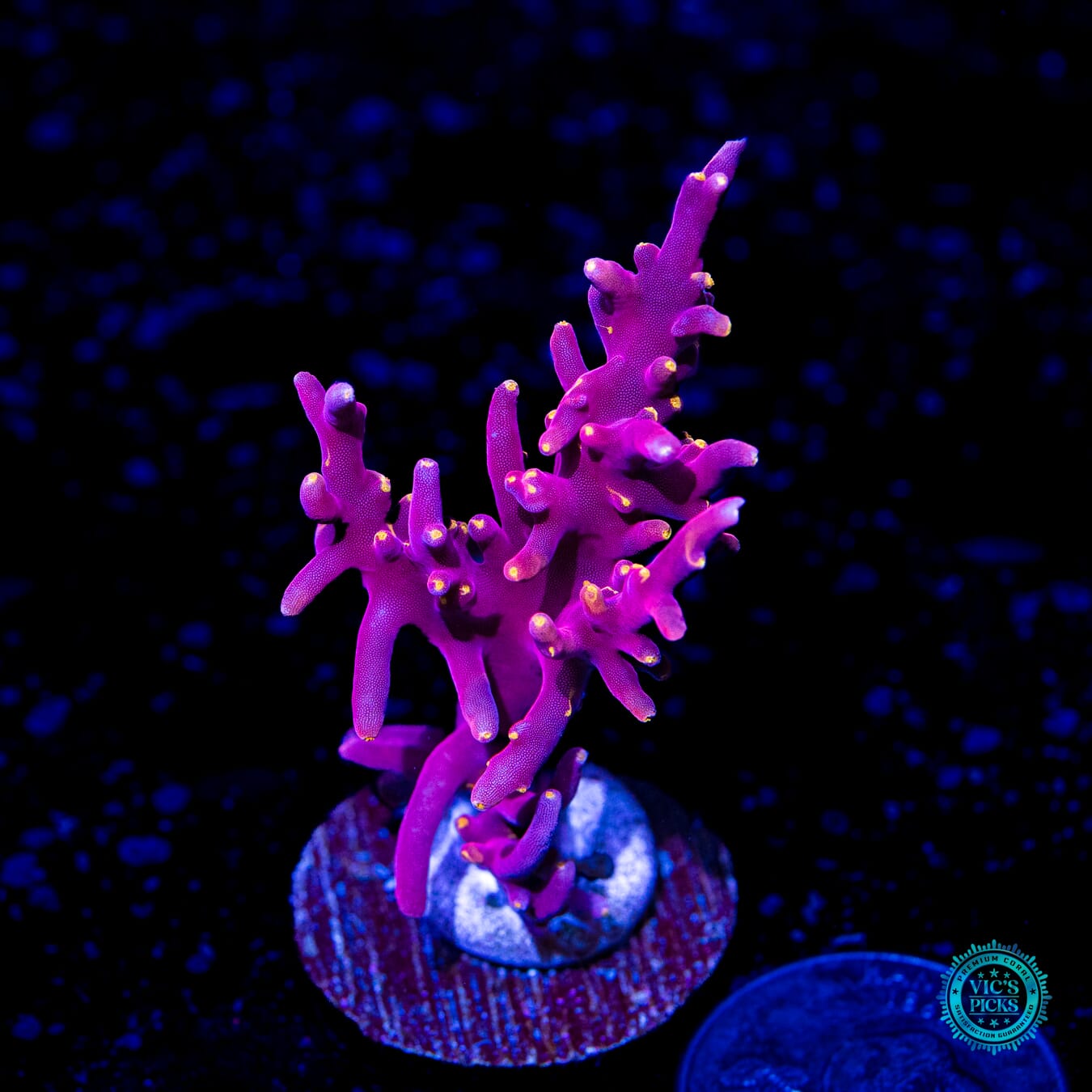 WWC Little Red Ferrari Acropora - Daylight Photo