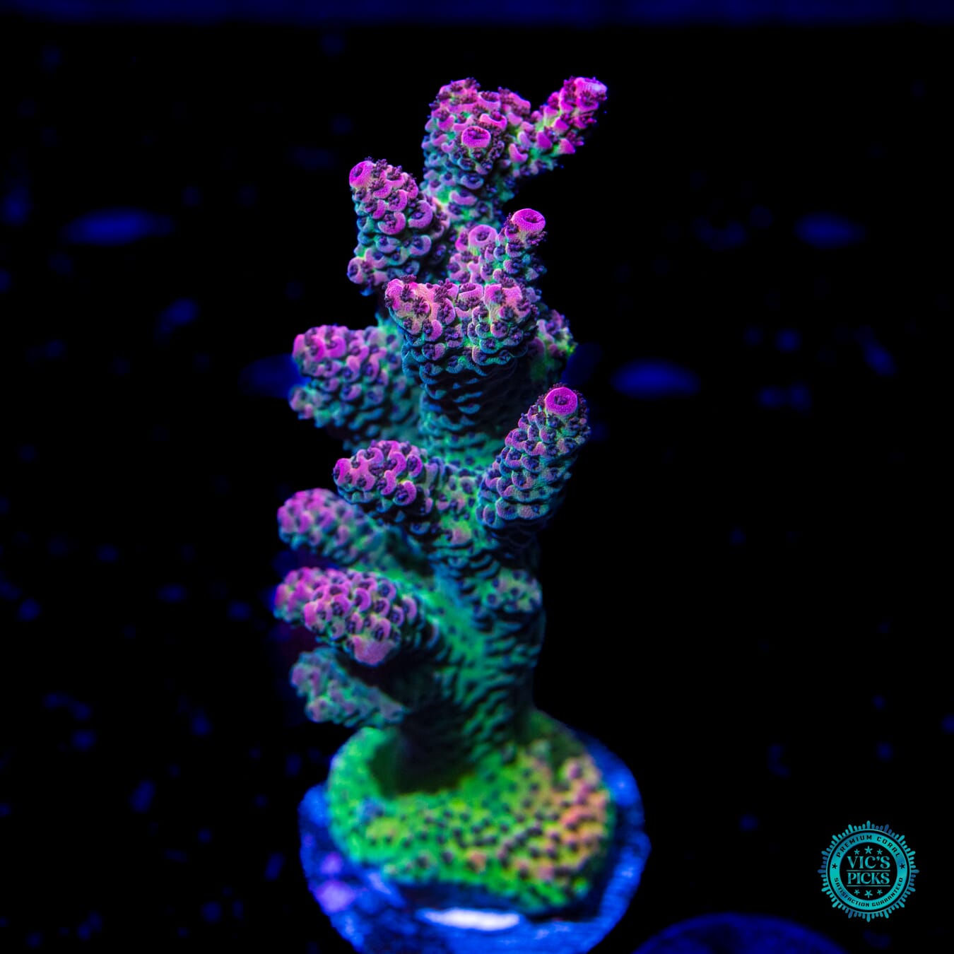 Solomon Hot and Heavy Mille Acropora - Daylight Photo