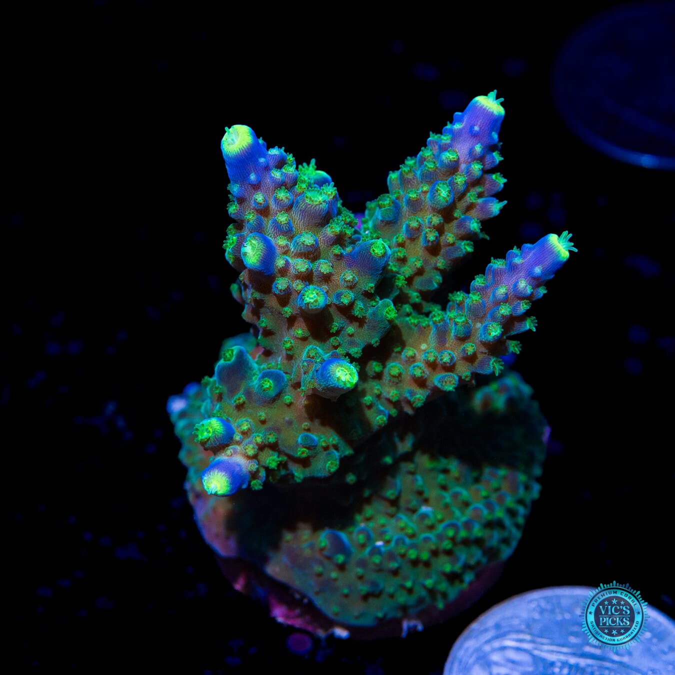 Paletta Tricolor Acropora - Actinic Photo