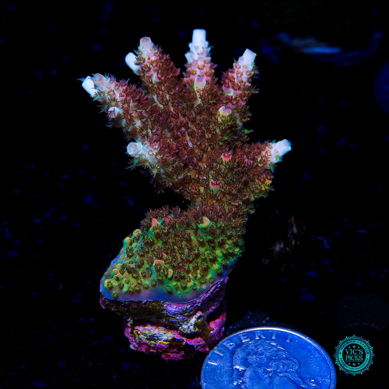 WWC Dirty Love Dreams Acropora - Actinic Photo