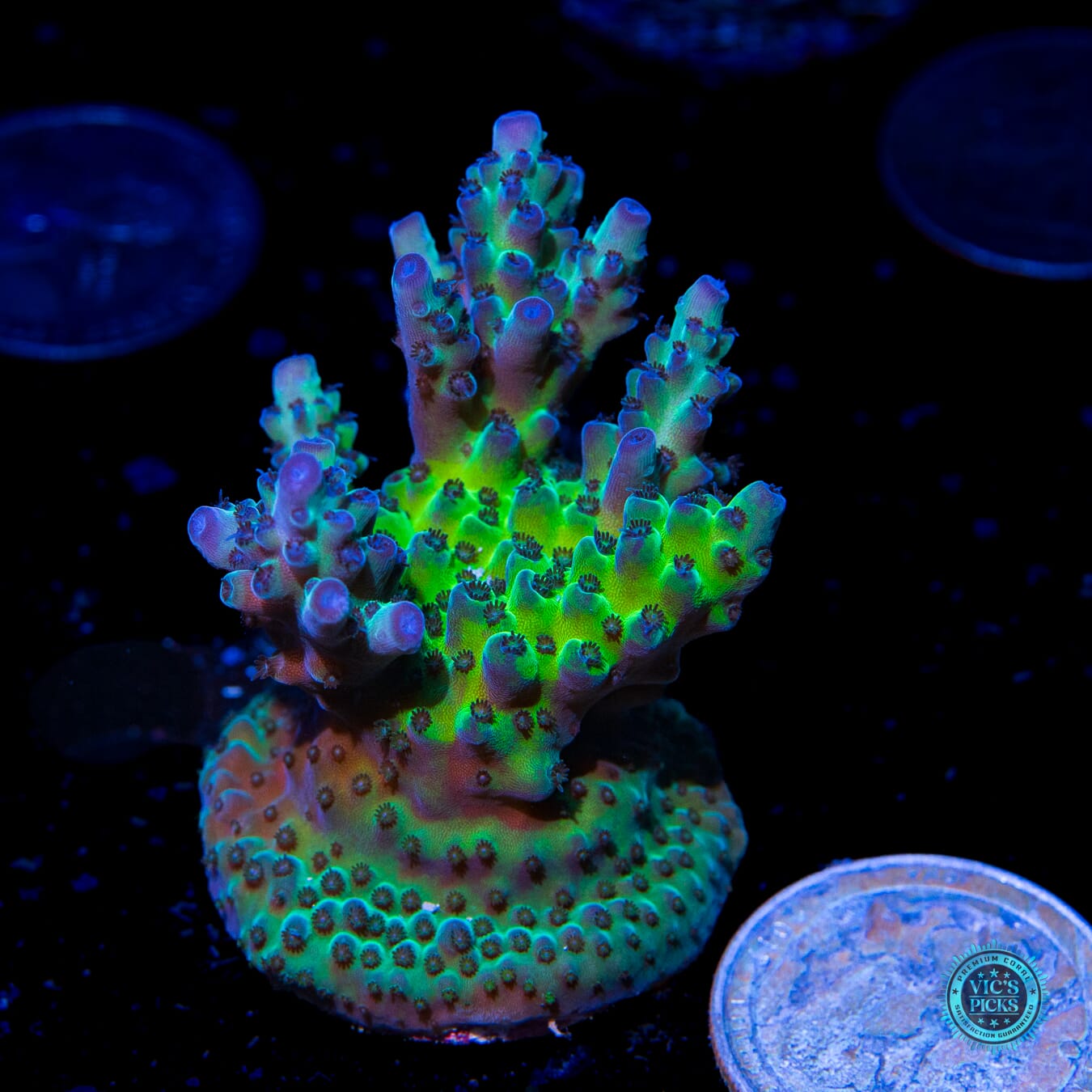 WWC Dolla Tree Acropora - Actinic Photo