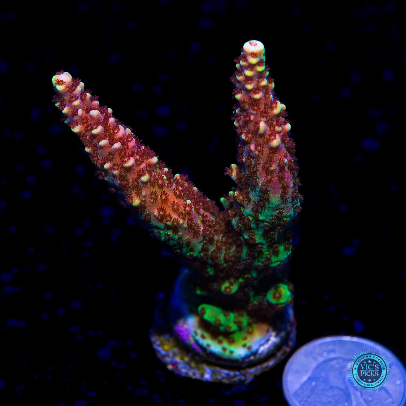 WWC Red Rocket Acropora - Actinic Photo