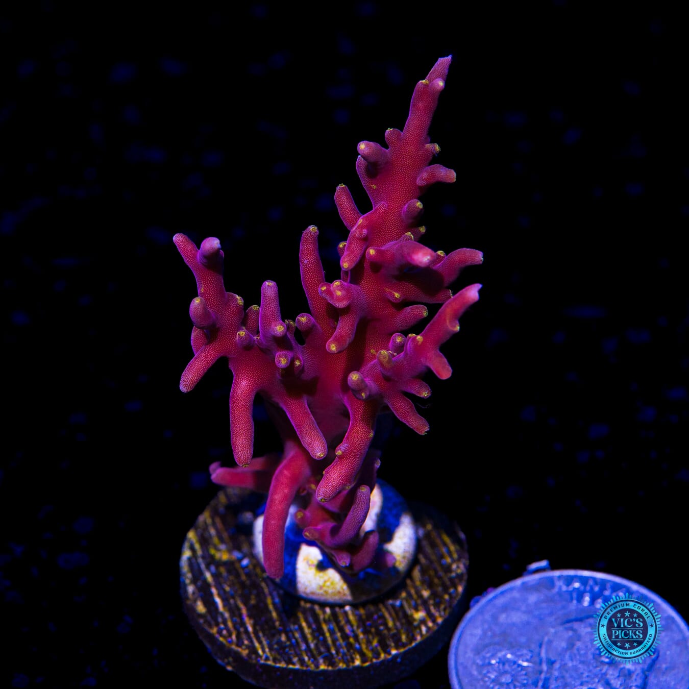 WWC Little Red Ferrari Acropora - Actinic Photo