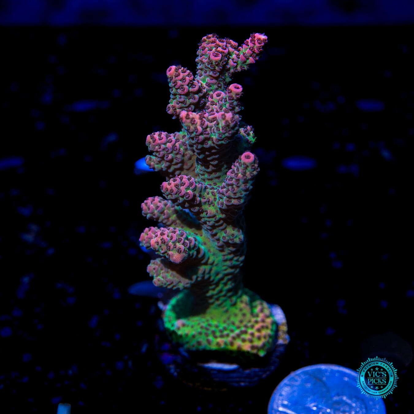 Solomon Hot and Heavy Mille Acropora - Actinic Photo