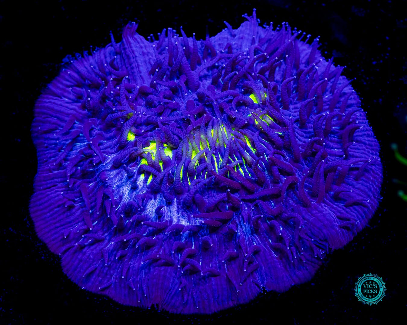 WWC Midnight Lovin Plate - Daylight Photo