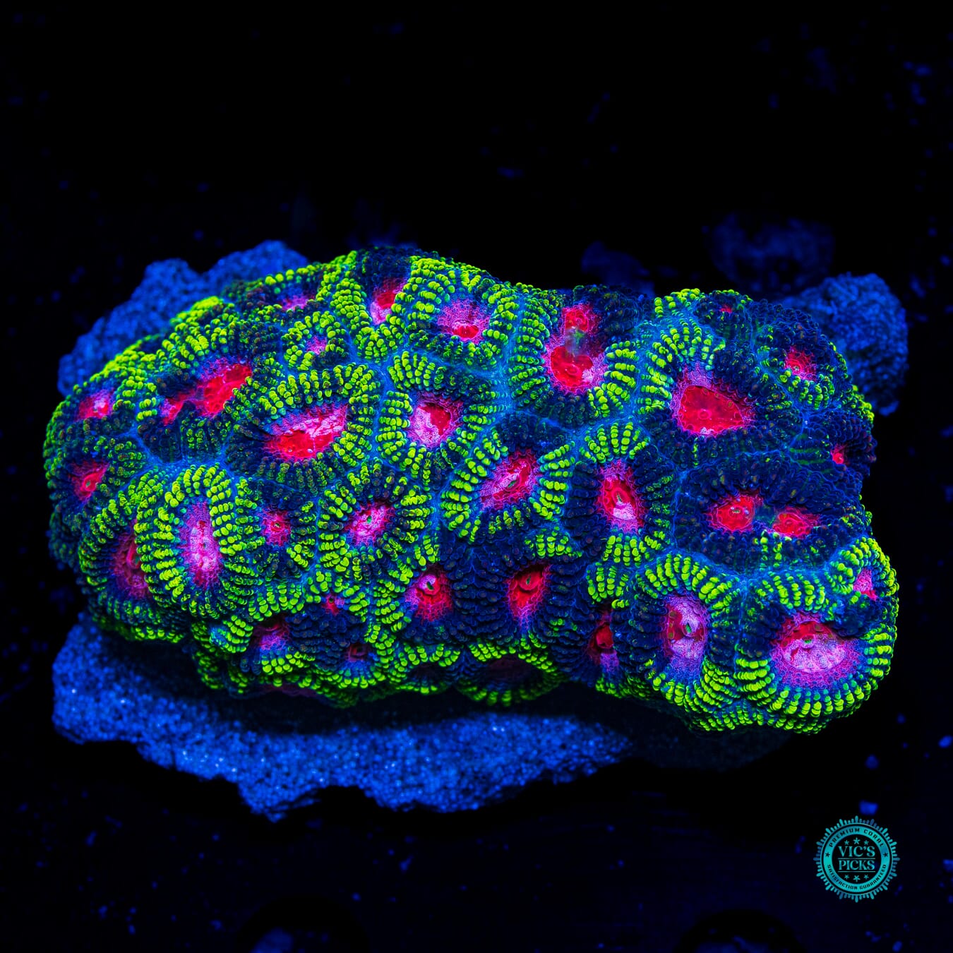 WWC Pinko De Gallo Favia - Daylight Photo