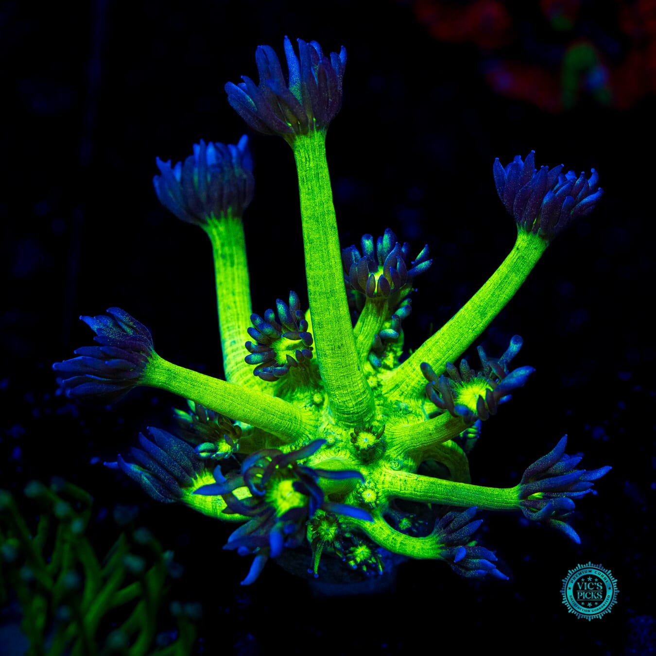 WWC Shadow Flame Goniopora - Daylight Photo