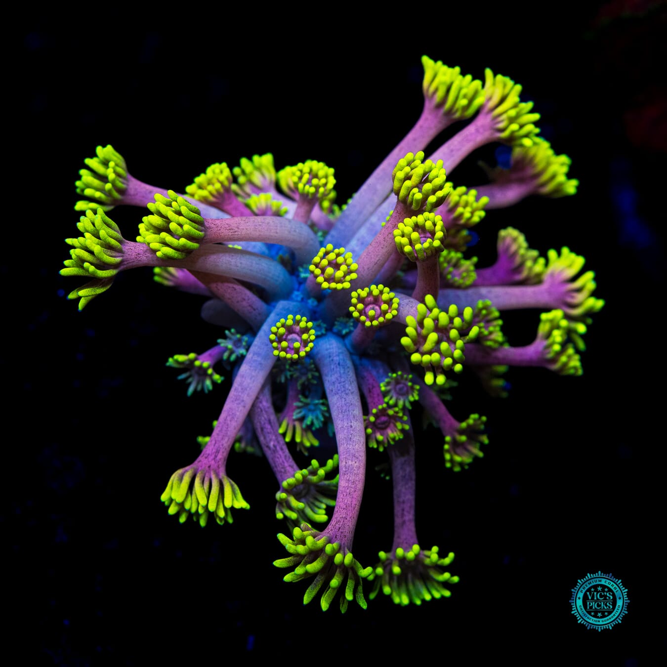 WWC Hail Hydra Goniopora - Daylight Photo