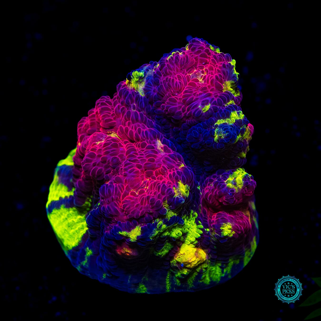 Jason Fox Chemical Reaction Chalice - Daylight Photo