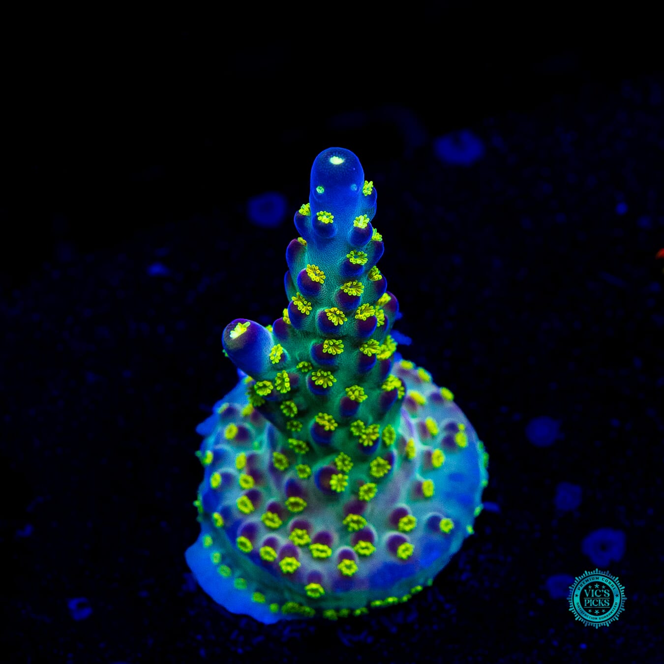 Jason Fox Fantasy Island Acropora - Daylight Photo