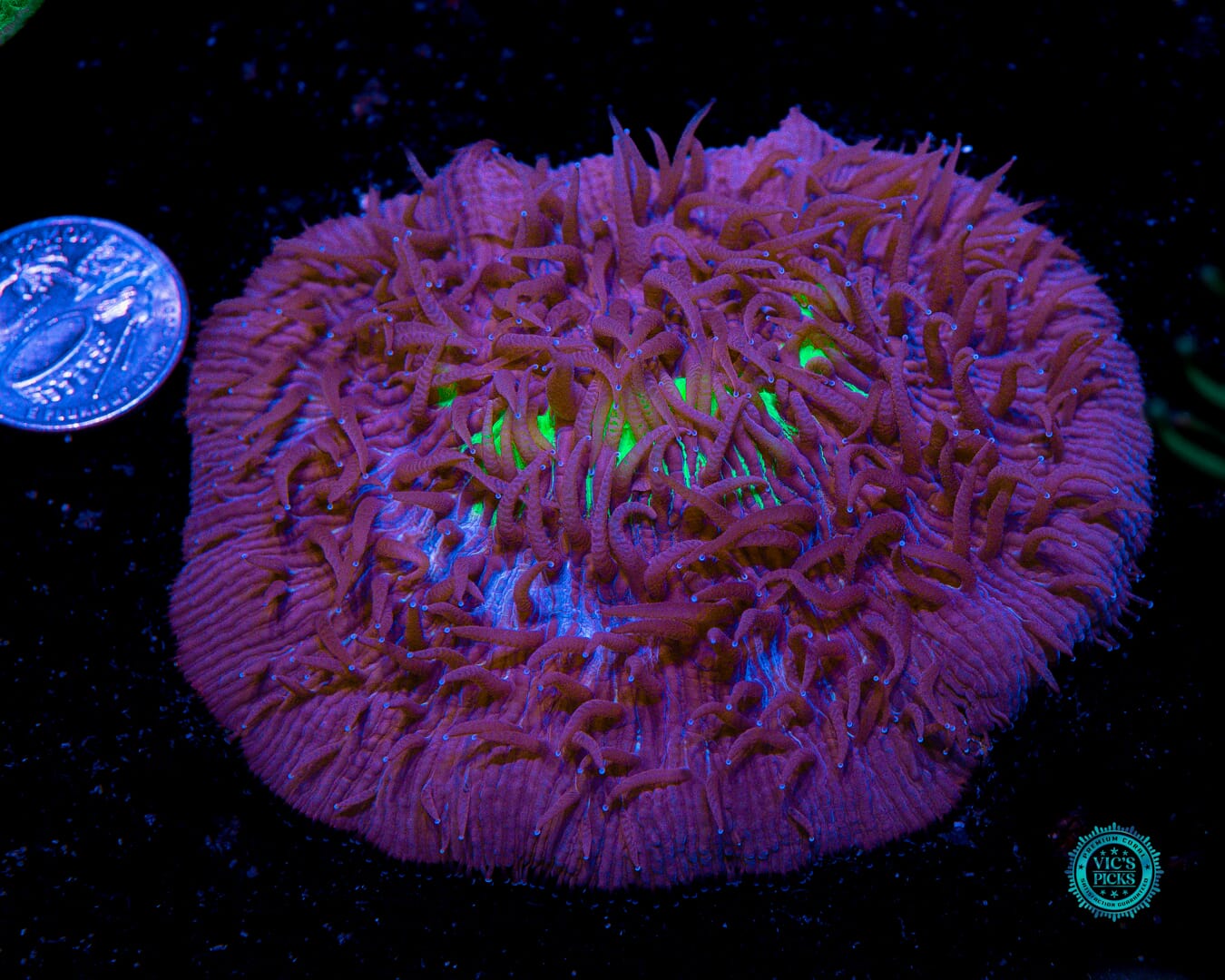 WWC Midnight Lovin Plate - Actinic Photo
