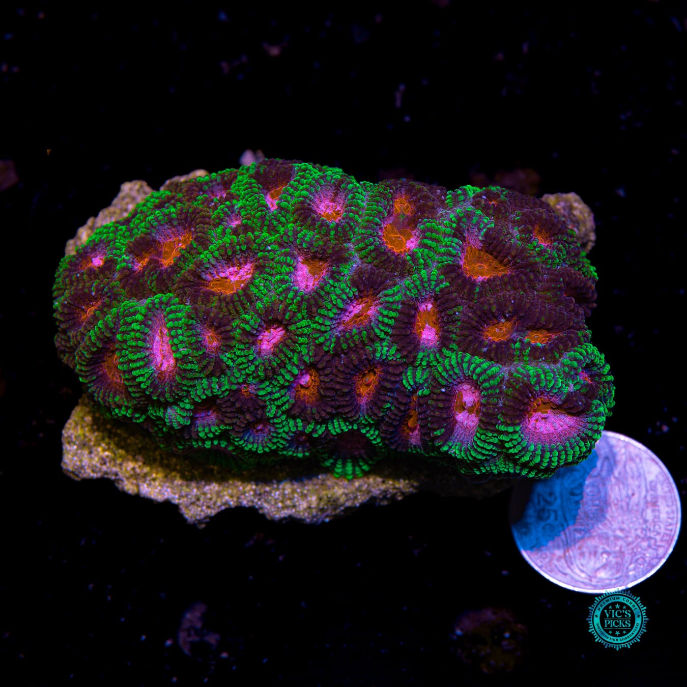 WWC Pinko De Gallo Favia - Actinic Photo