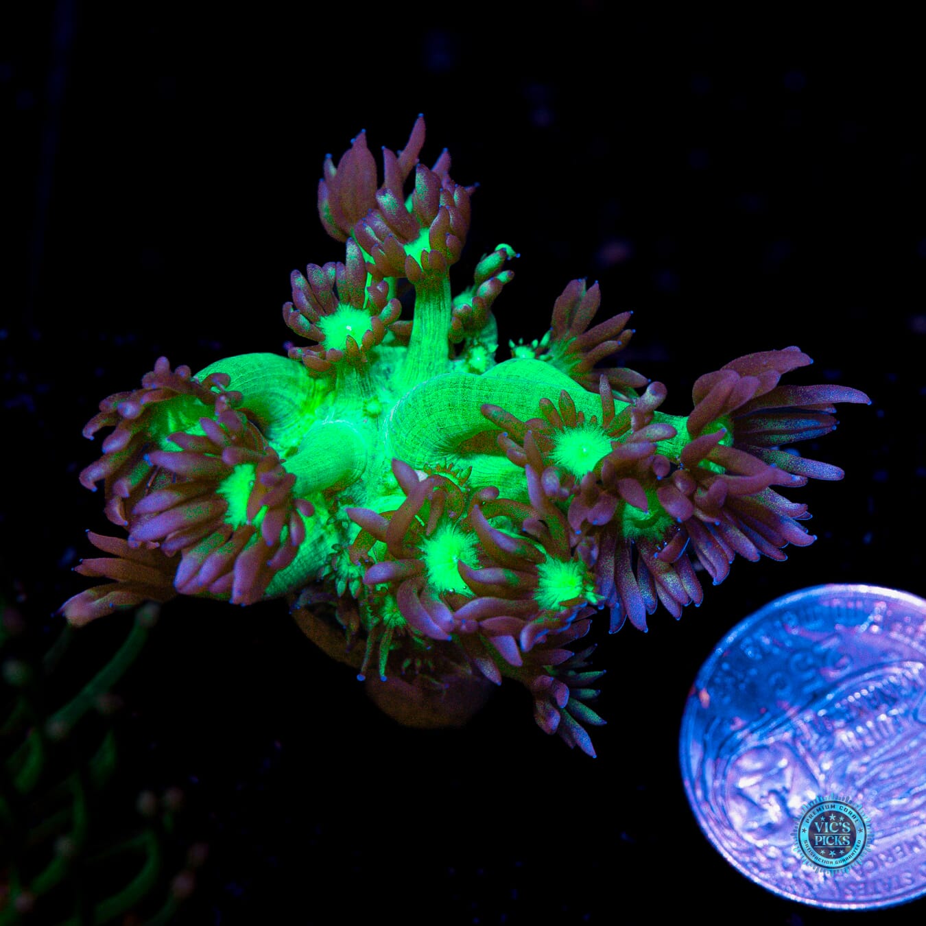 WWC Shadow Flame Goniopora - Actinic Photo