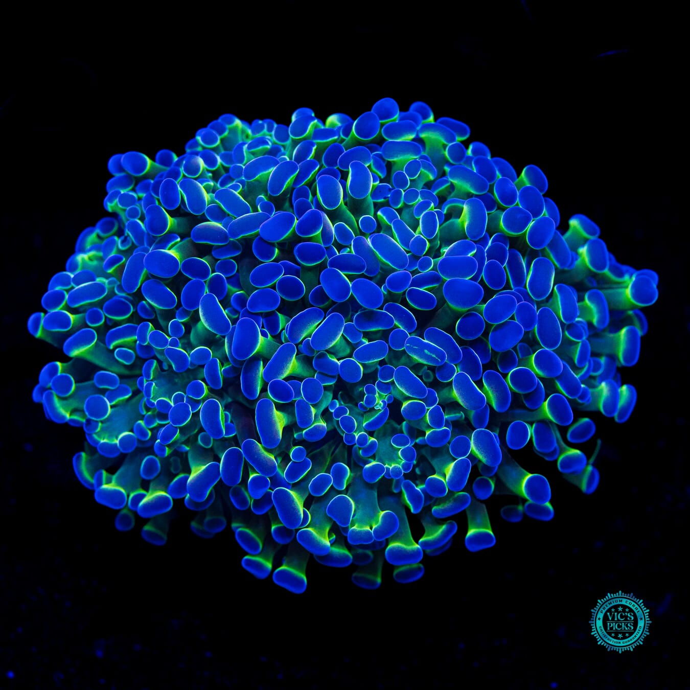 Ultimate Bi-Color Branching Hammer - Daylight Photo