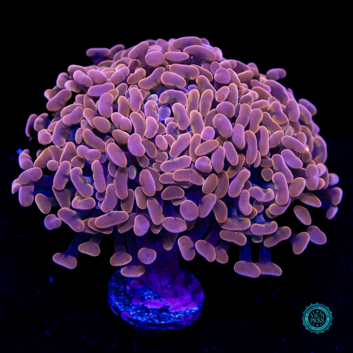 WWC Blood Moon Branching Hammer - Daylight Photo