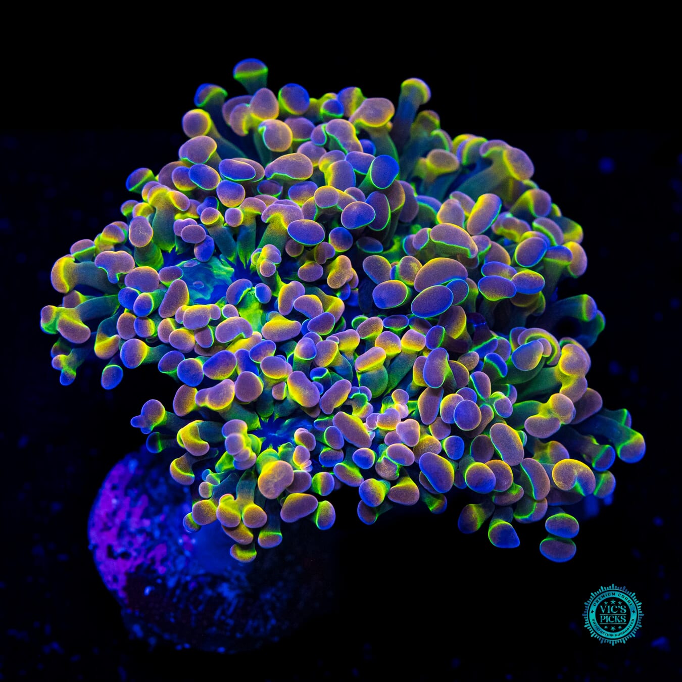 Holy Grail Branching Hammer - Daylight Photo