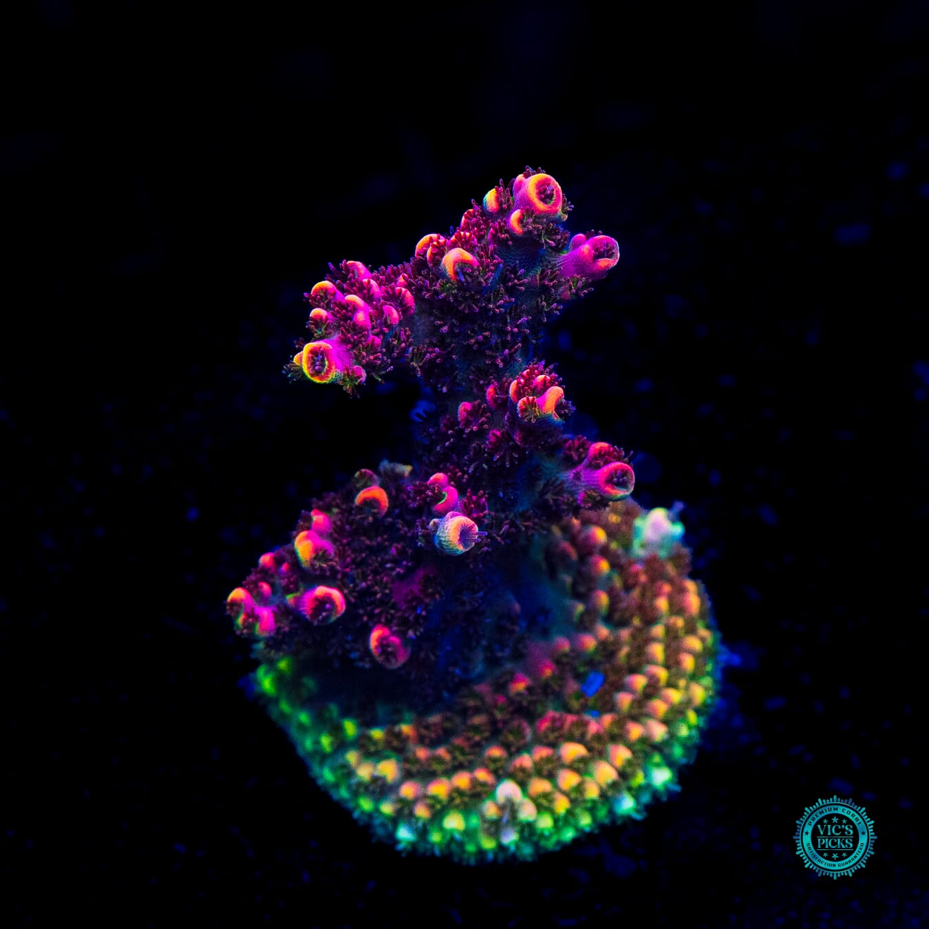 Fruity Pebbles Acropora - Daylight Photo