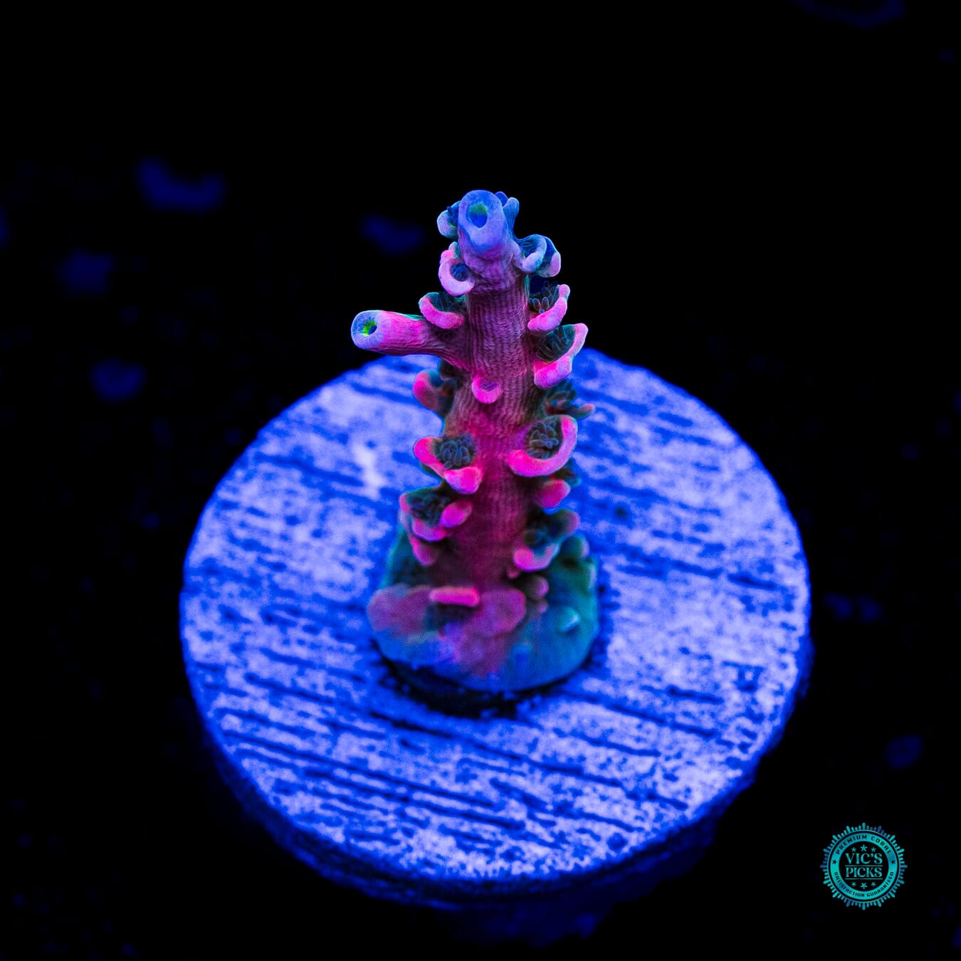 Vivid's Insanity Acropora - Daylight Photo