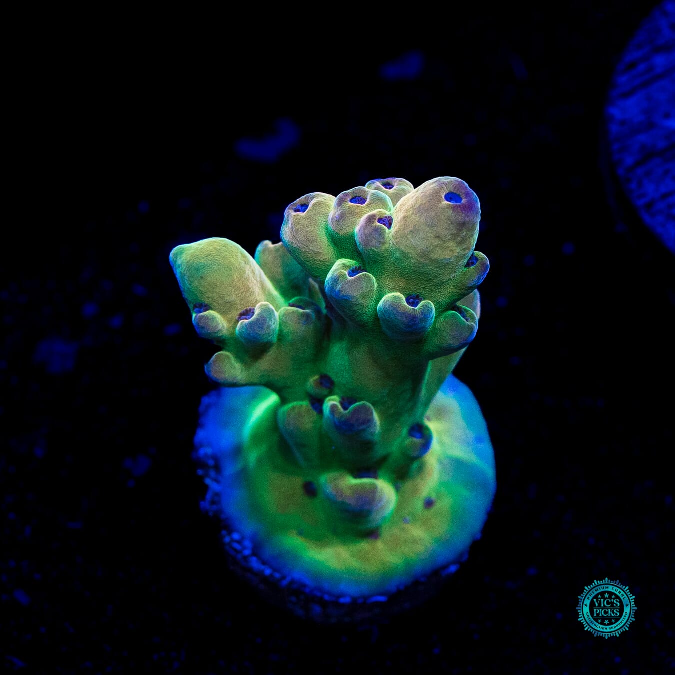 WWC Vics Granulosa Acropora - Daylight Photo