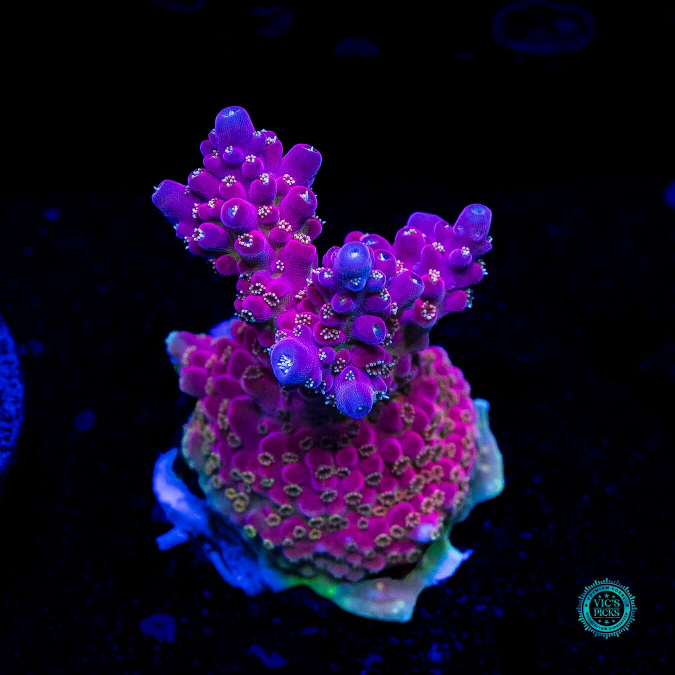 WWC Whiplash Acropora - Daylight Photo