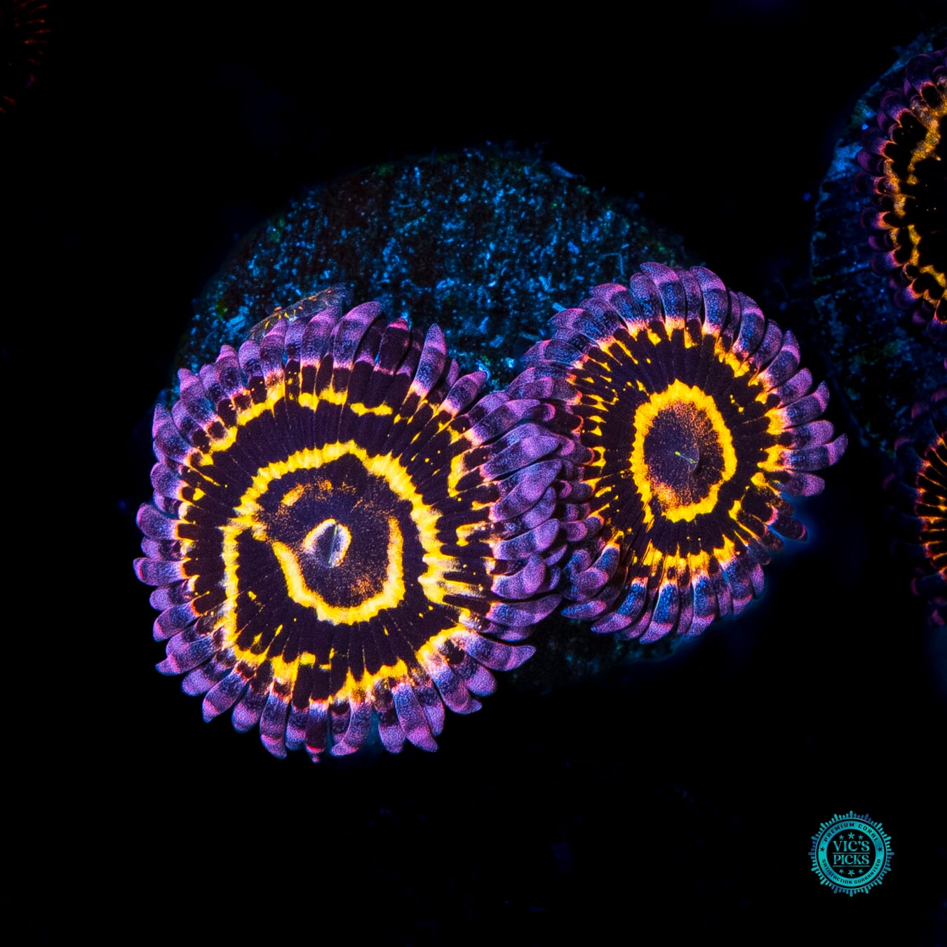 Stratosphere Zoanthids - Daylight Photo